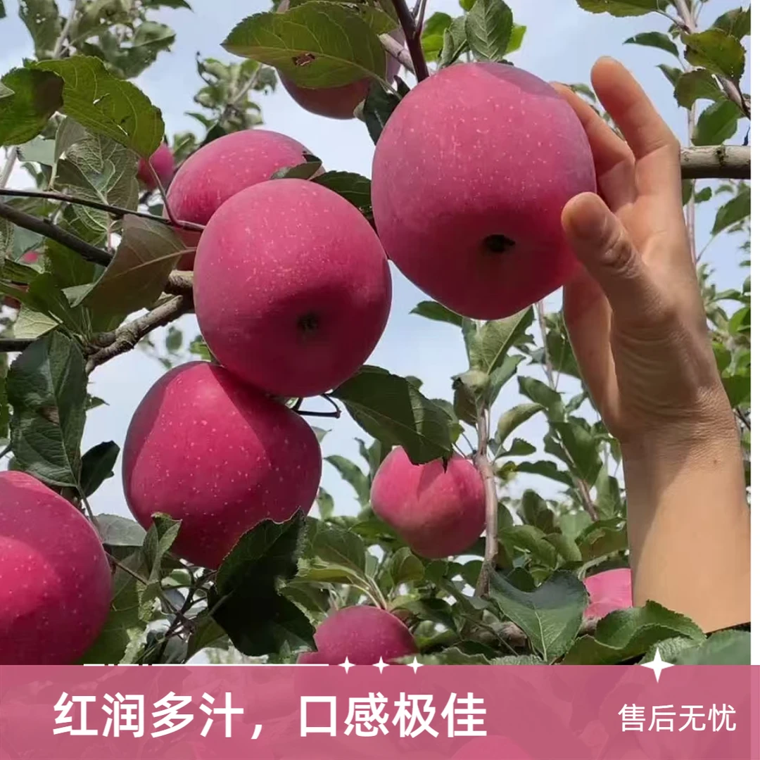 北京市密云嘎啦苹果 下树了，口感脆爽酸甜 《4斤装》顺丰包邮北京市
