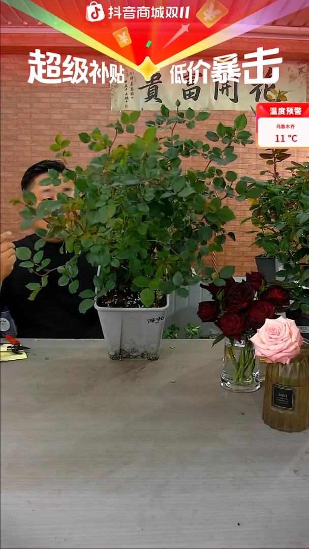 当前无花朵，栽培后可花朵6.5L浮光