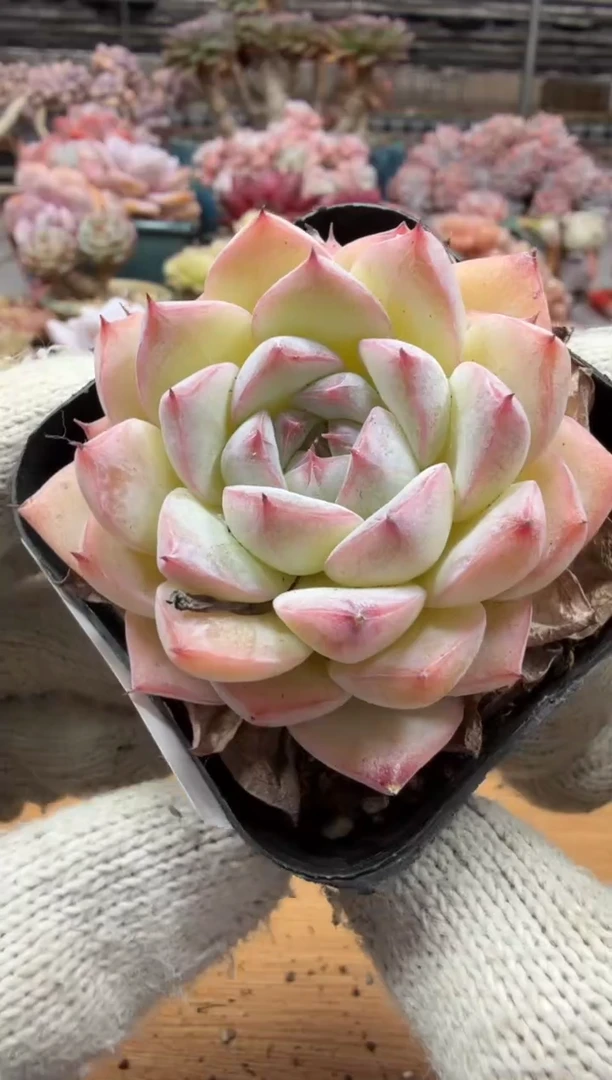 东云多肉园三店-251