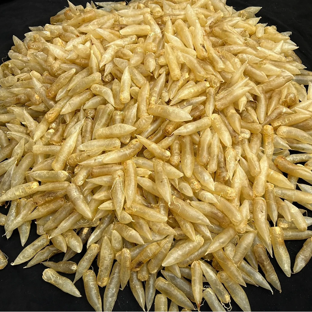 【乔儿海味】蜘蛛母专拍链接