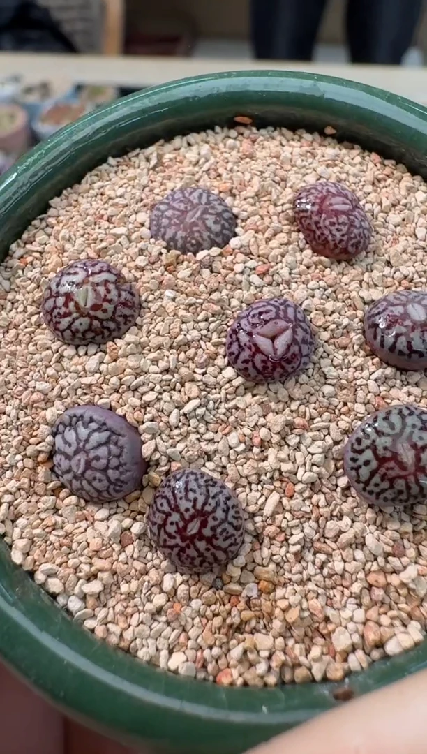 【闪购商品】4-2墨一颗