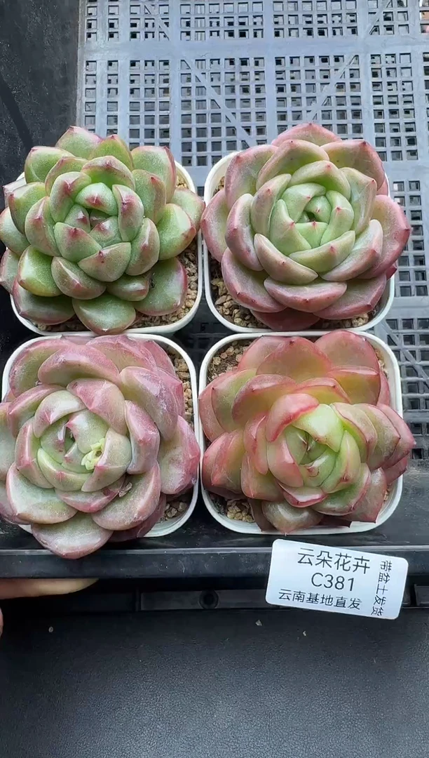 珍妮杂交多肉C381