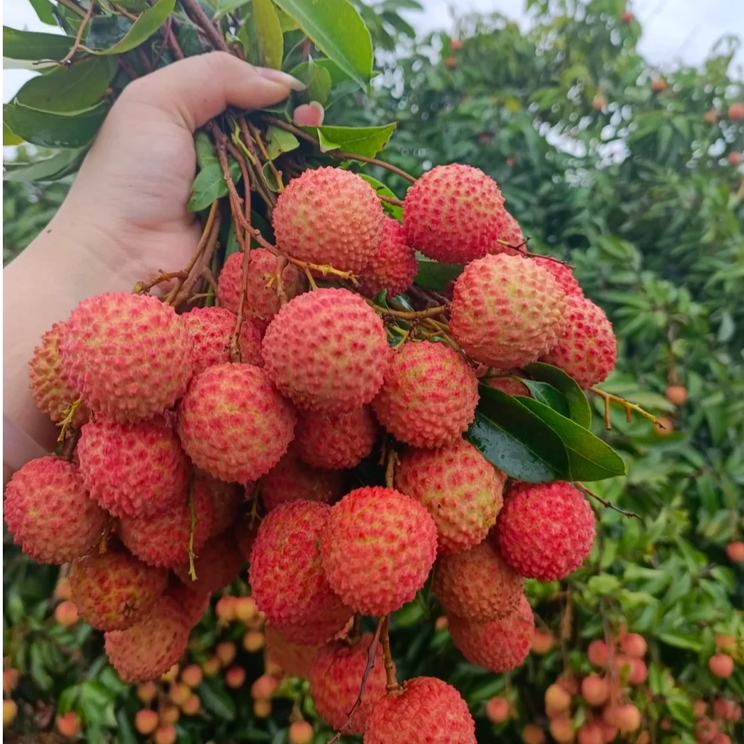 【2斤±50g】红花荔枝2斤广东省