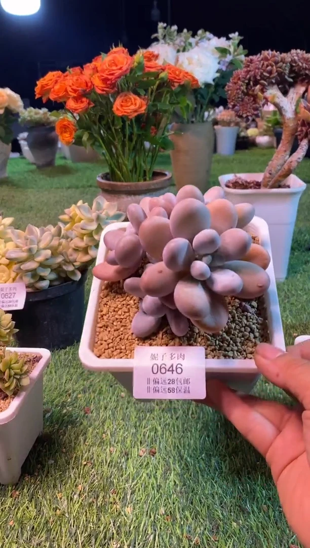 0646aa（满28包邮发货）