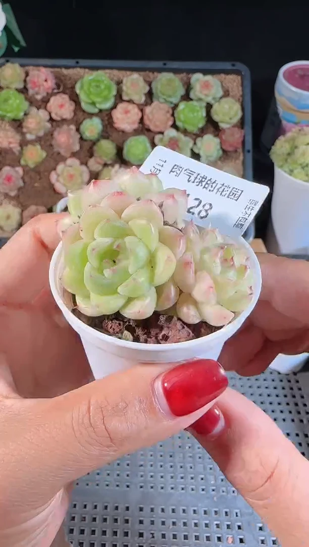 1114-128群生不包整