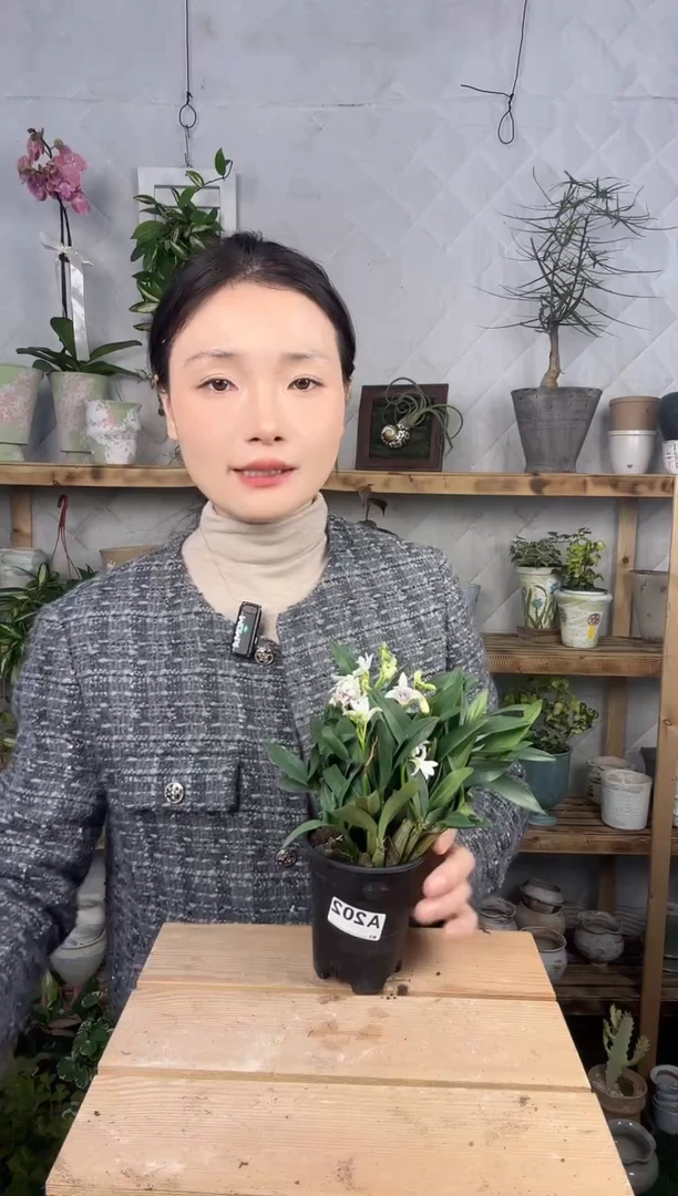 无花朵202香水石斛育苗盆