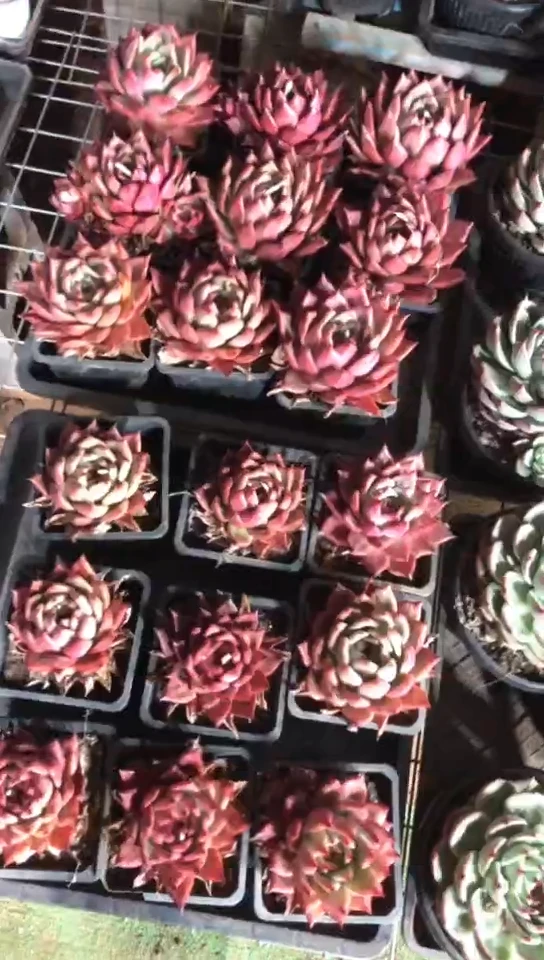 【闪购商品】阿姆斯壮2颗13.8米