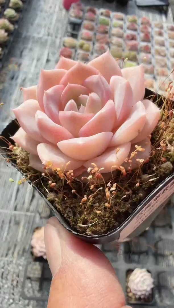 东云多肉园新款-210