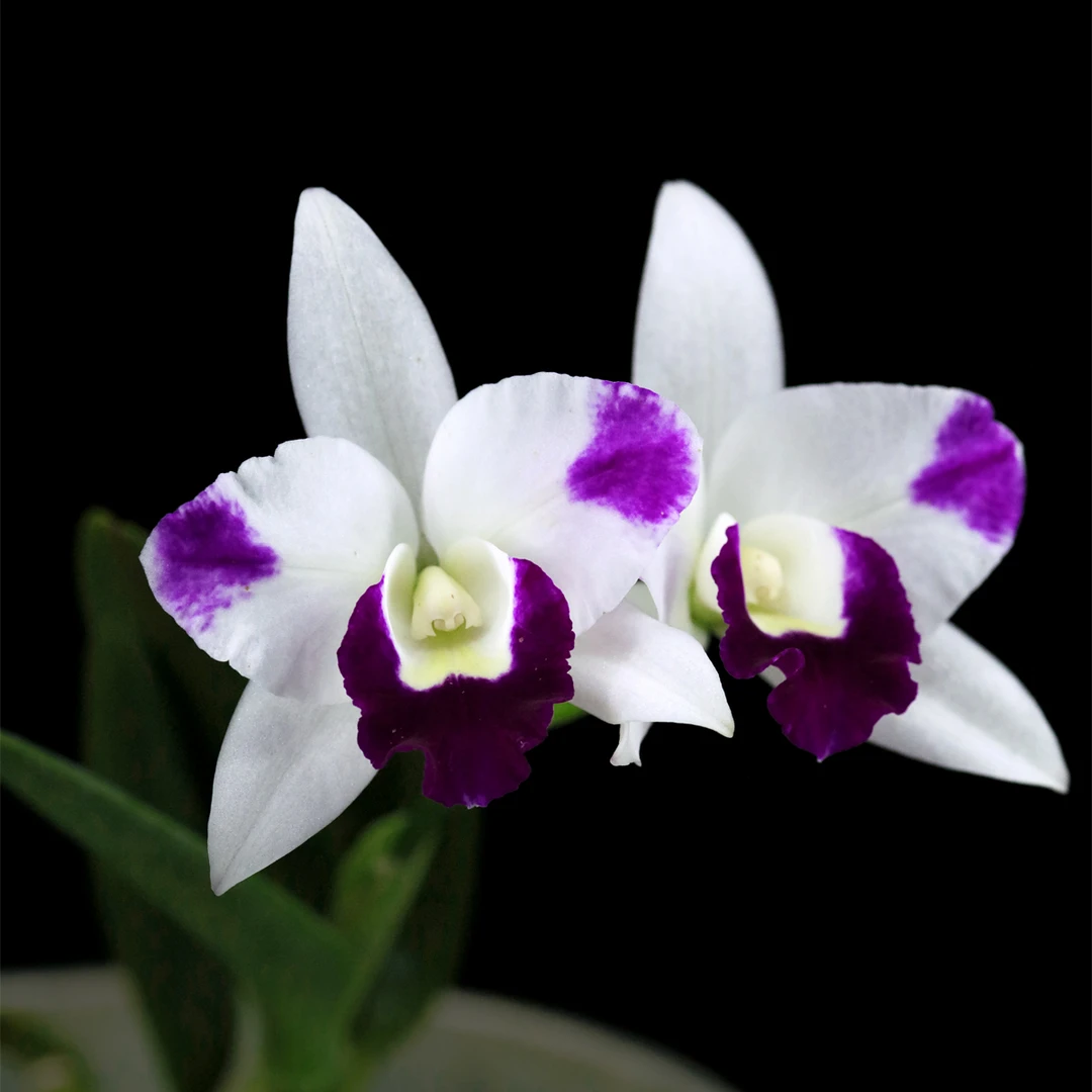 缤纷雅韵堂番茄雅韵堂夏日的雪小株型雨林缸桌面洋兰卡特兰花