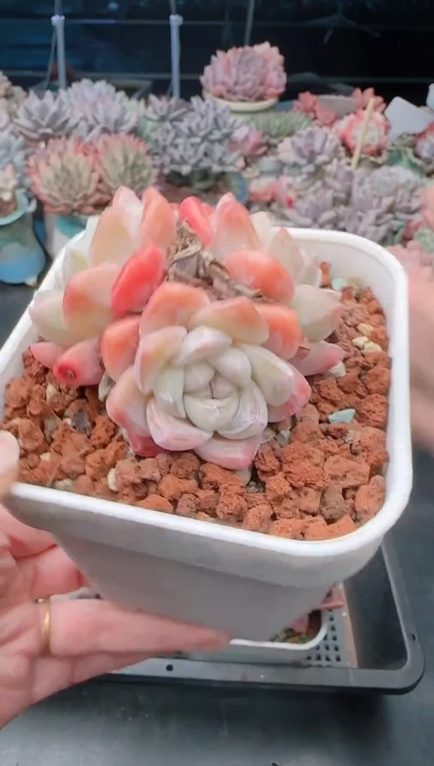 【闪购商品】8658冰玉