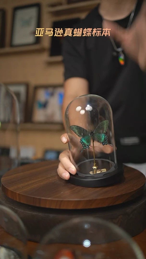 绿带翠凤蝶春型小号玻璃罩