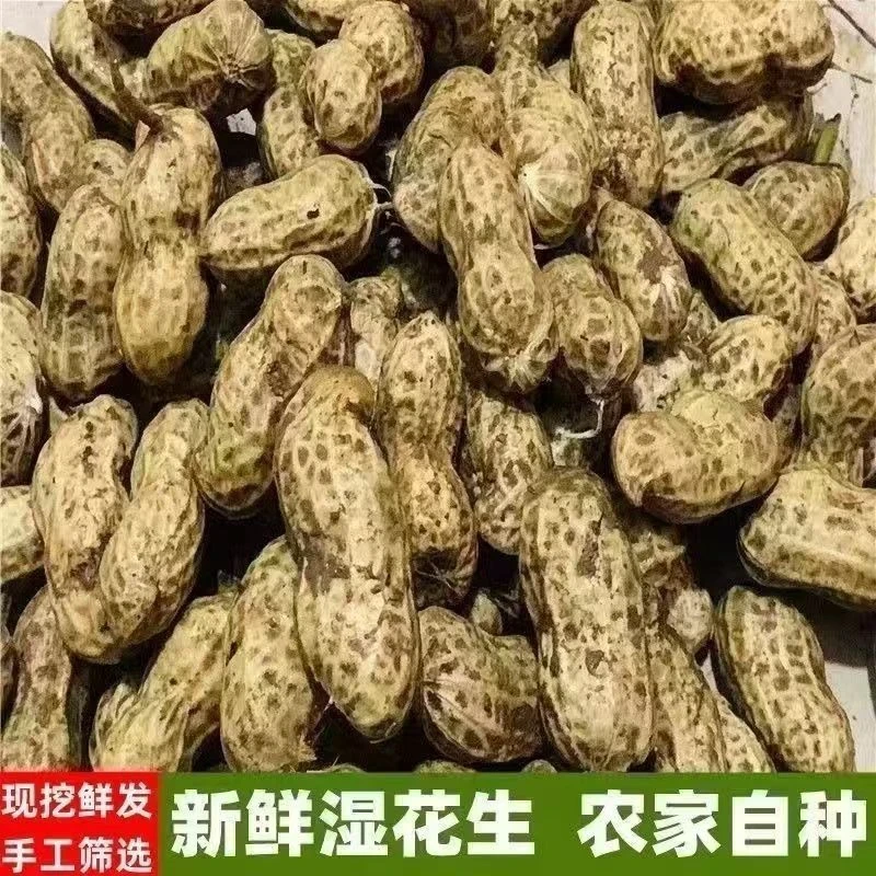 wy25年新鲜湿花生带壳鲜花生现挖粉皮水煮花生农家自种带泥颗粒
