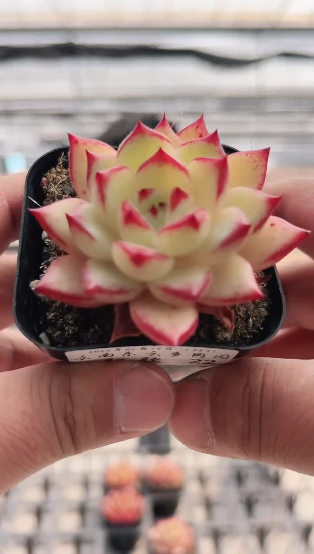 【闪购商品】新款多肉-22