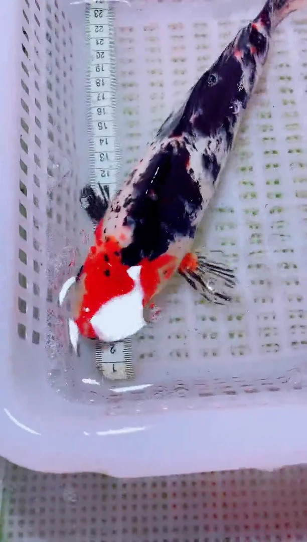 锦鲤血统锦鲤全场包邮112