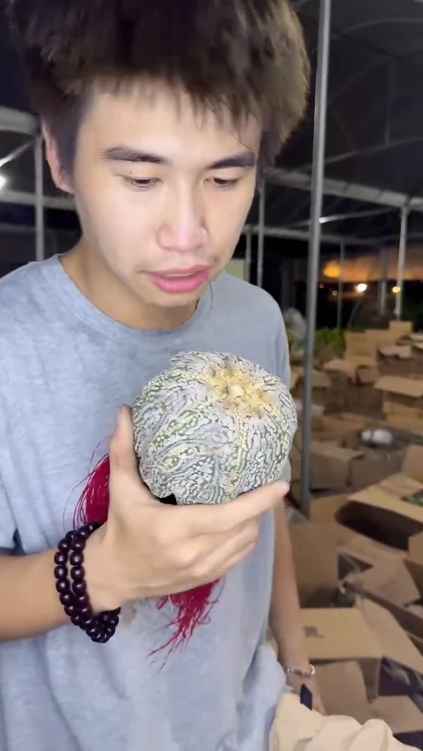 超大 单头 浓白兜【带根】