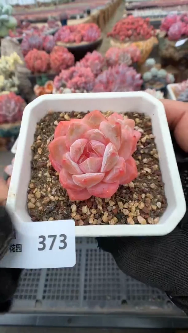 373糖心一物一拍