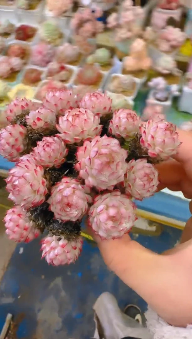 【闪购商品】福—169—仙农（红二条）