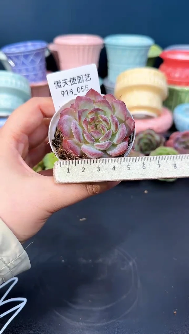 918-055青山（冠幅5CM）