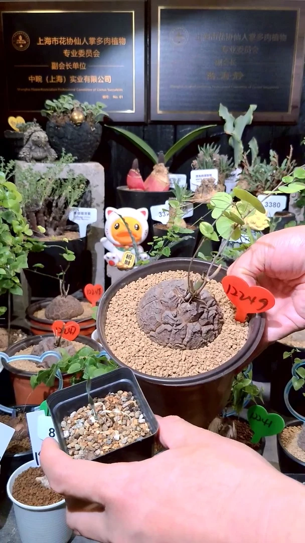 12249号1224圣诞福利植物南非龟甲龙单颗加巨凤宝宝一个