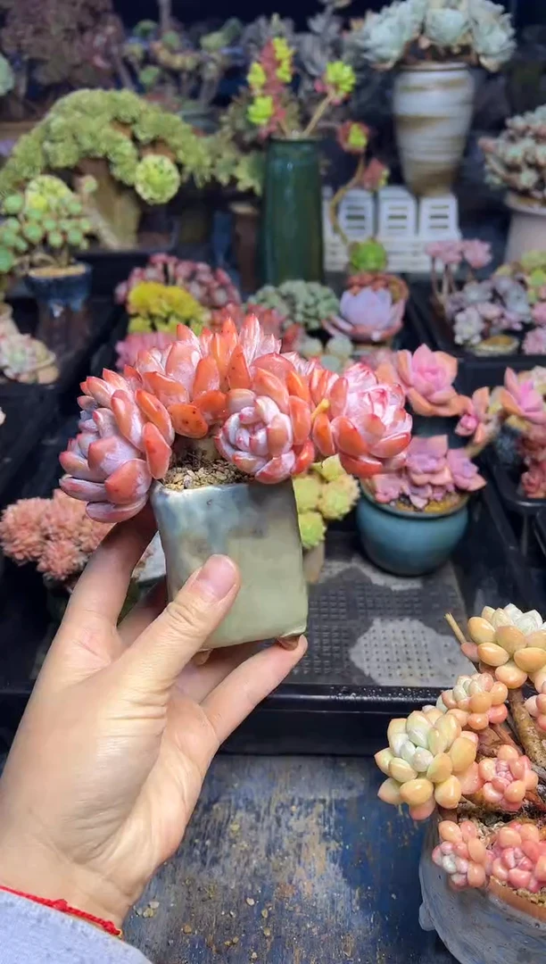 老*988                   带盆