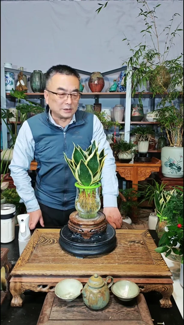 【闪购商品】水之韵水培植物虎皮兰