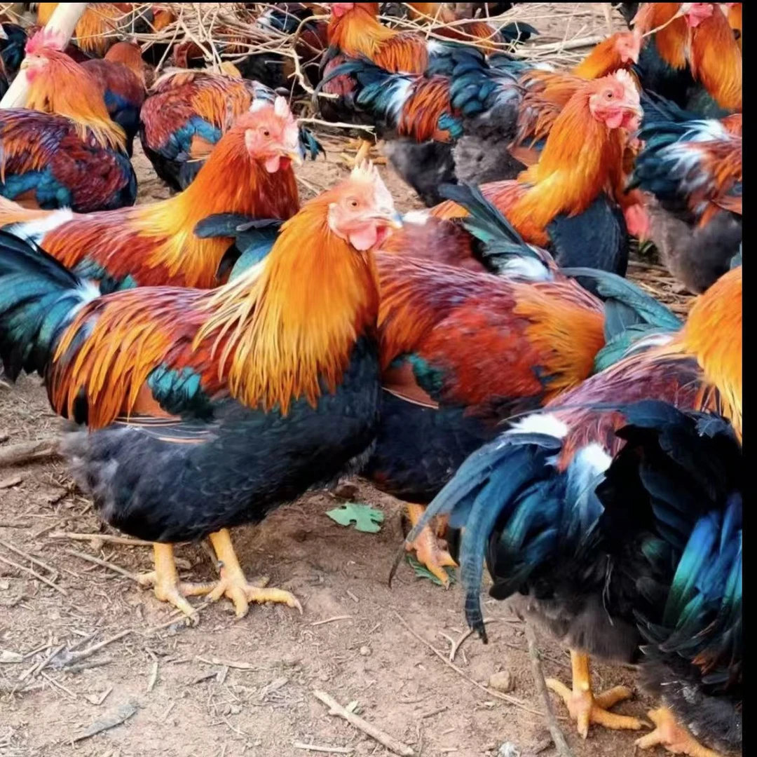 宠物鸡清远麻鸡土鸡包邮包活到家