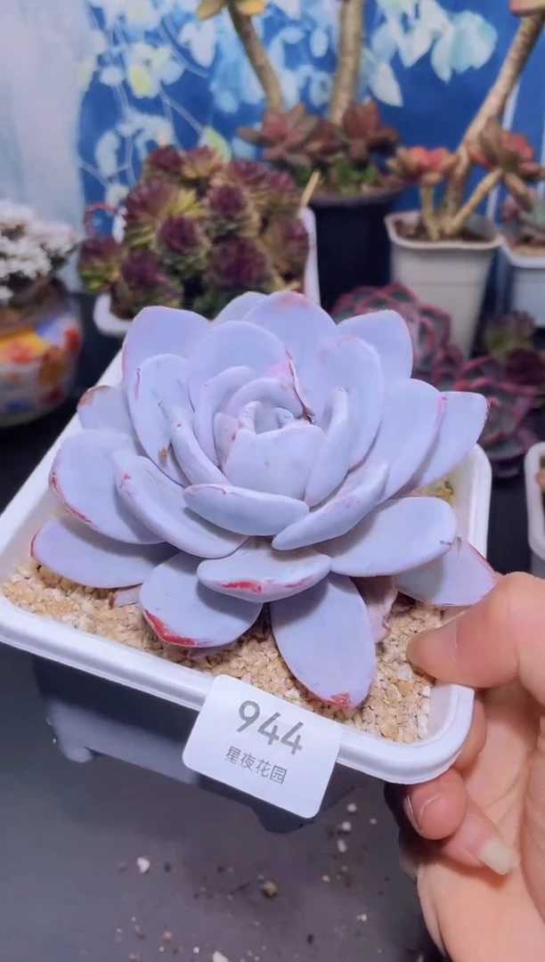 【闪购商品】944雪莲