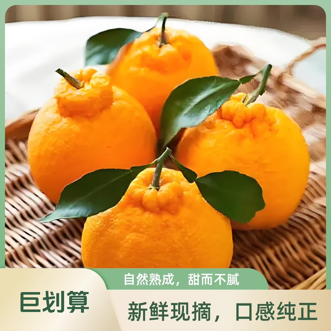 【特惠】粒粒爆汁新鲜采摘四川丑橘不知火耙耙柑3~5斤装带箱发货今天拍明天到四川省
