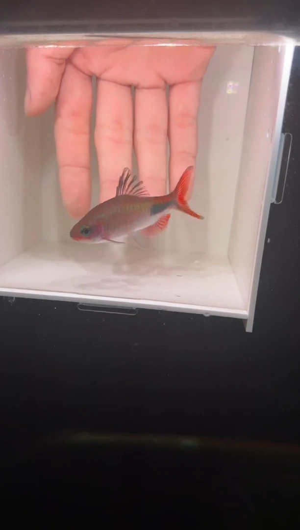 海水鱼彩虹道人1