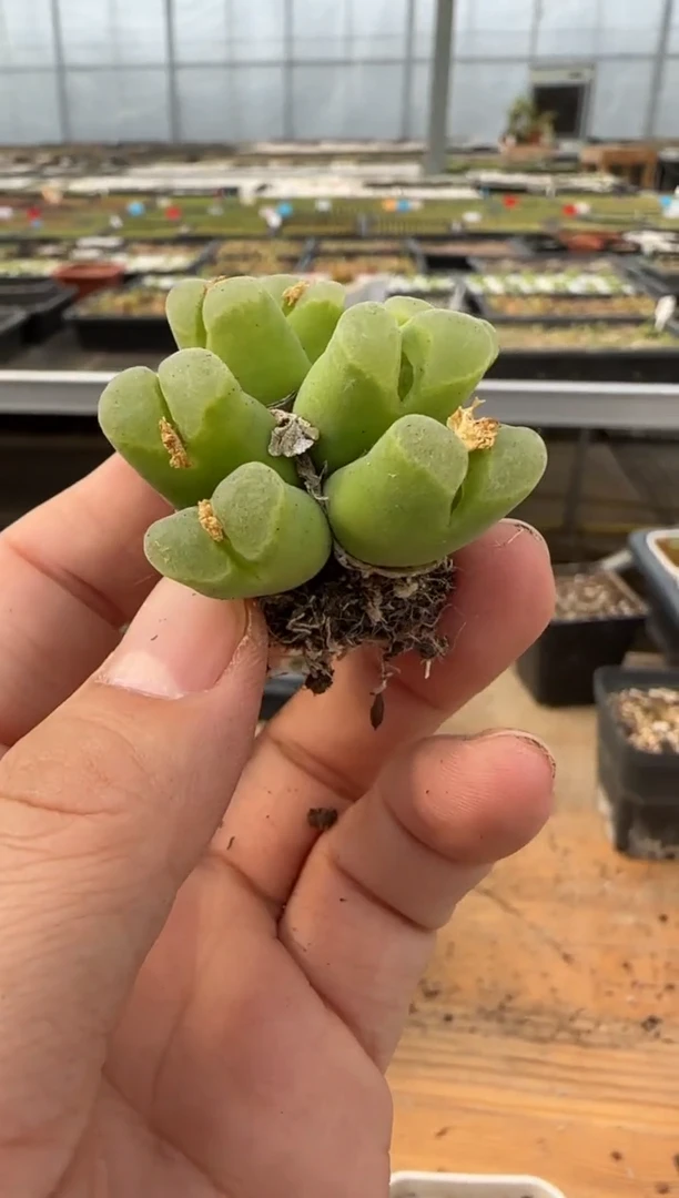 【闪购商品】20-130