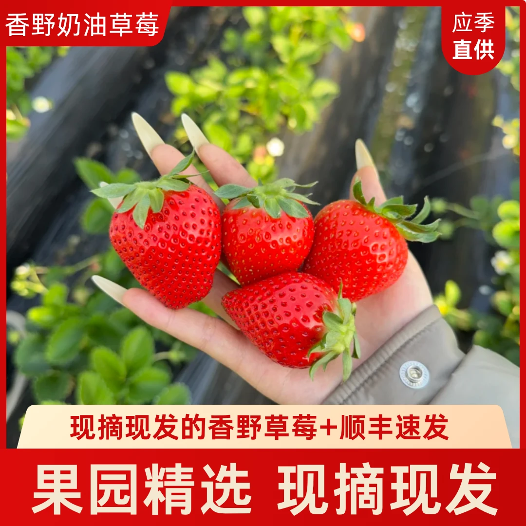 「奶油草莓」顺丰包邮正宗香野隋珠章姬红颜牛奶草莓现摘大果礼盒装