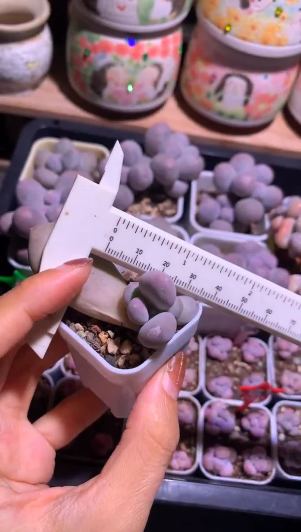 小屁桃叶插苗多肉，满28包邮不满发一个叶片到付