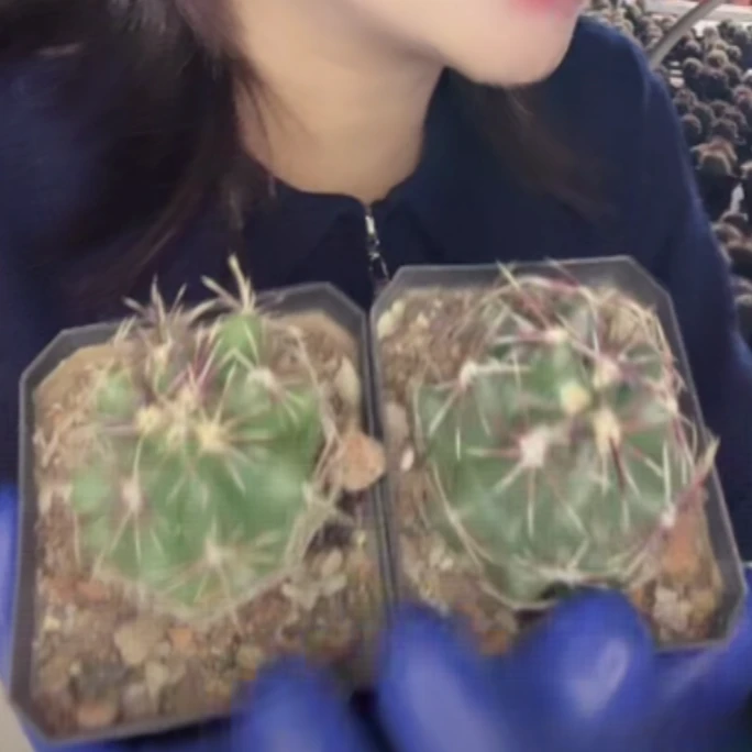 大乔园艺【 2颗 大统领或大红鹰  实生根 】脱土随机发货