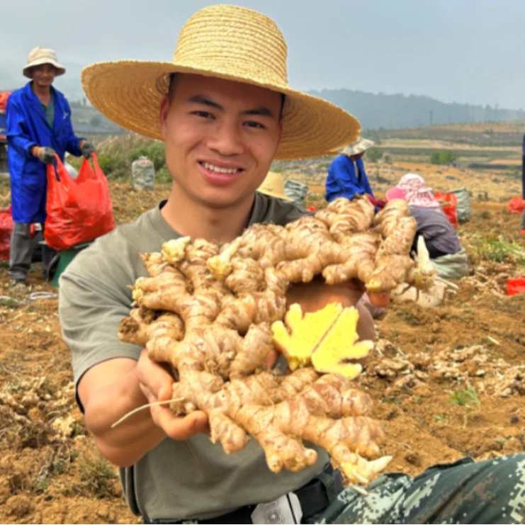 云南高山生态小黄姜新鲜现挖无硫磺辛辣调味食材