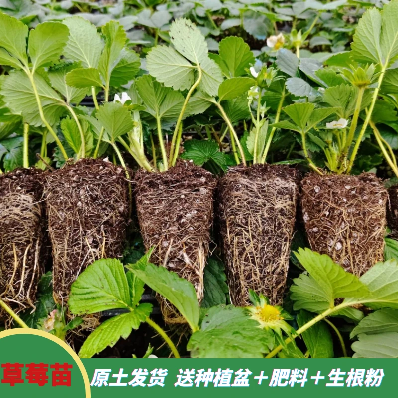 脱毒草莓苗带盆带土四季阳台种植奶油红颜淡雪天使黑珍珠食用草莓