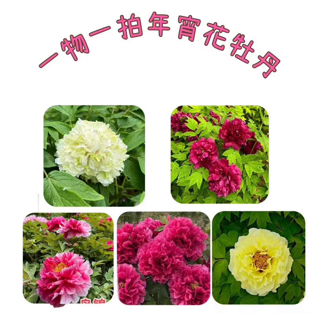 【春节盆栽牡丹】年宵花  连盆带土发货
