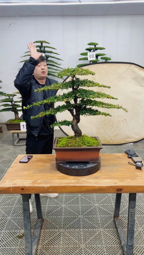 无花朵造型盆景一物一拍