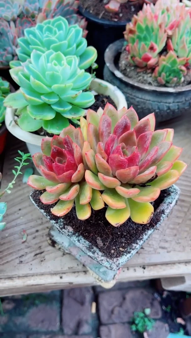 苿*多肉植物一物一拍13094