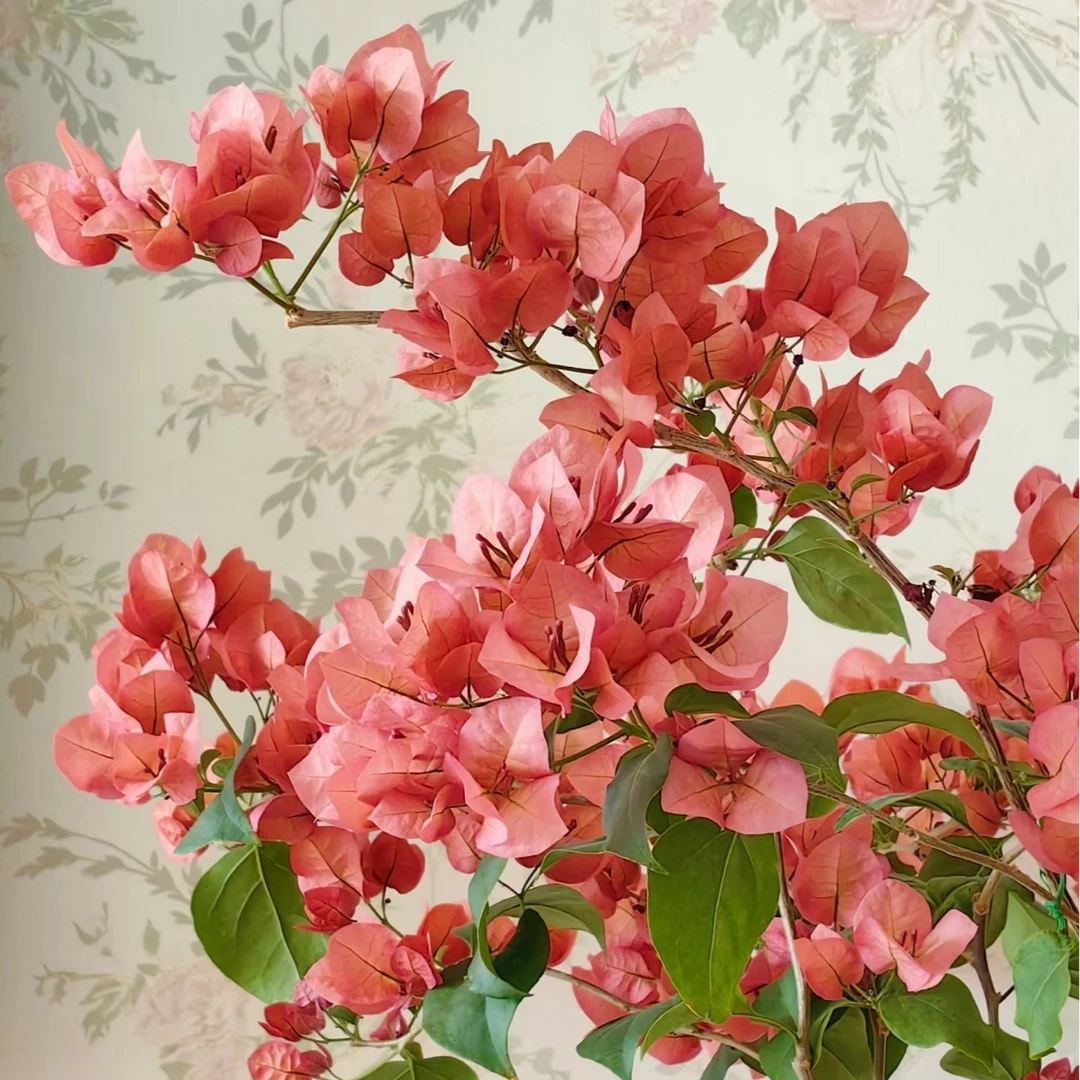 花黎 室内外勤花（双盆）四季开观赏耐活三角梅