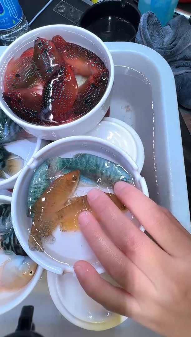 红宝石鱼曼龙5条送1条备损