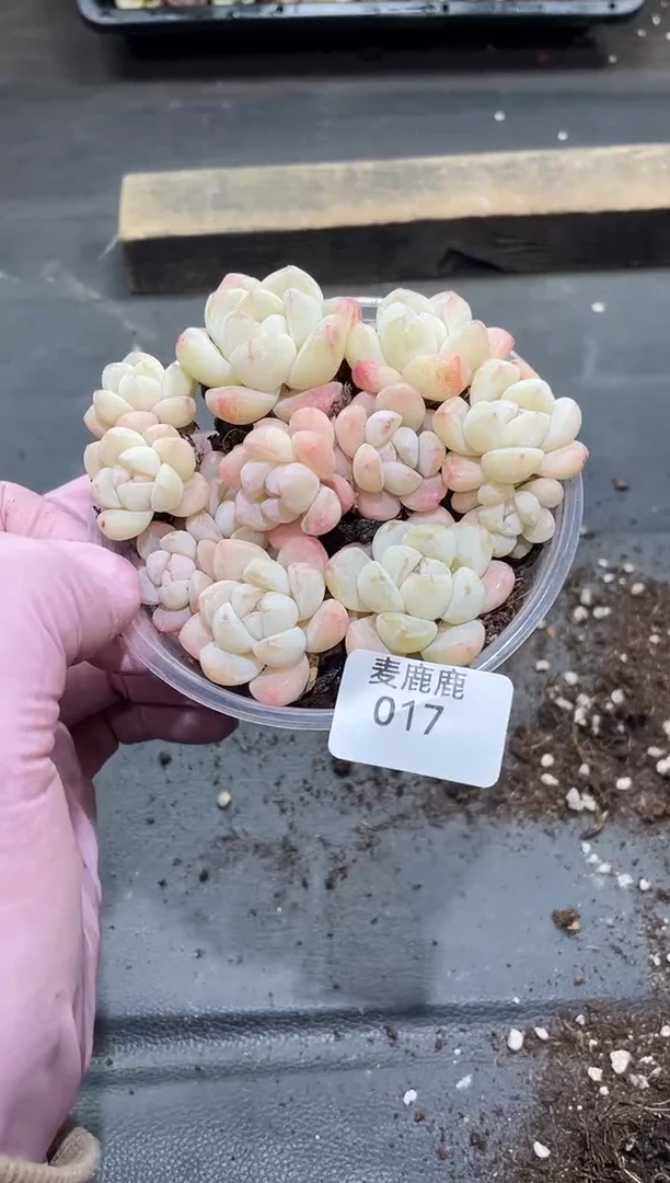 017琥珀白冰     量拍