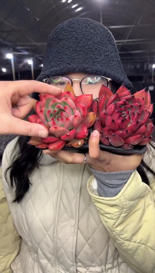 【闪购商品】46-费兰克90杯1大红1粉带盆土5.8