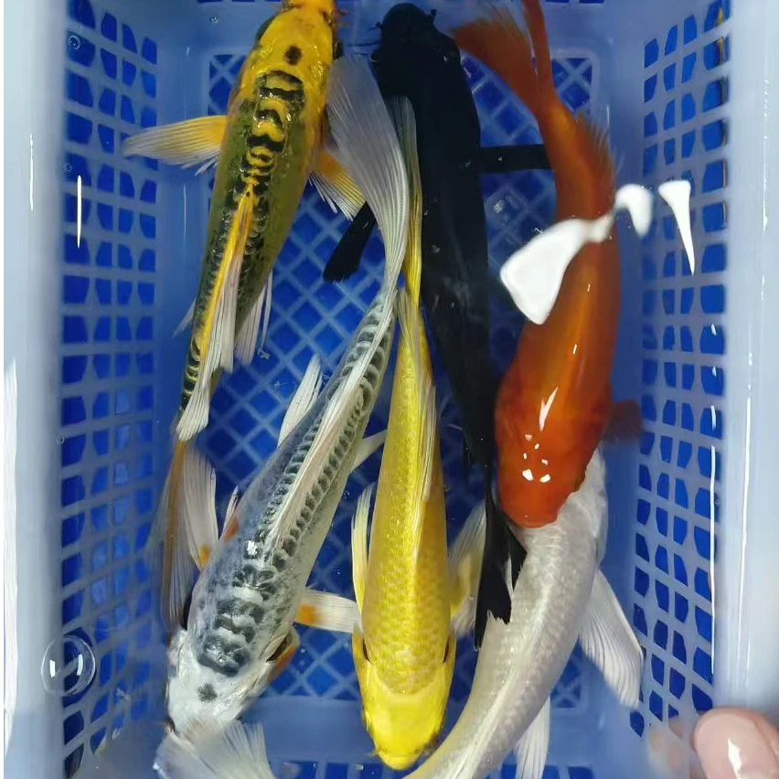 11号 六福 锦鲤草金【1黄+1白+1黑+1红+1金龙+1蓝龙】10-12红是草金