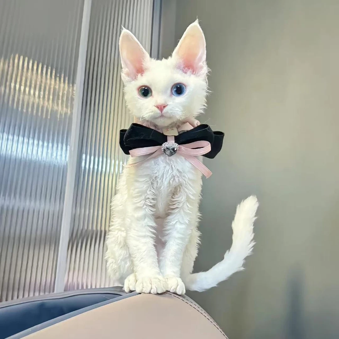 新（钱多多）T猫猫活体