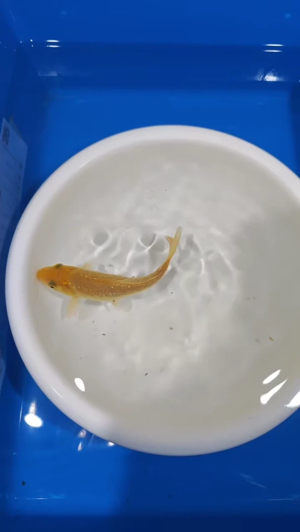 锦鲤10-大日黄猿芥子（锦鲤统一发顺丰空运到付）