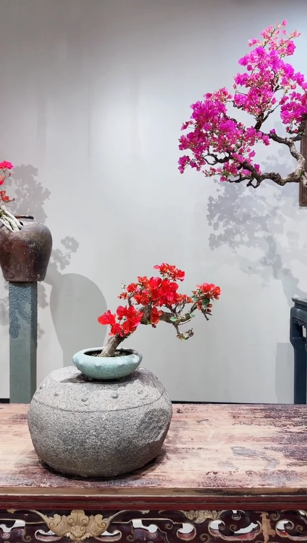 【闪购商品】盆景海岛红