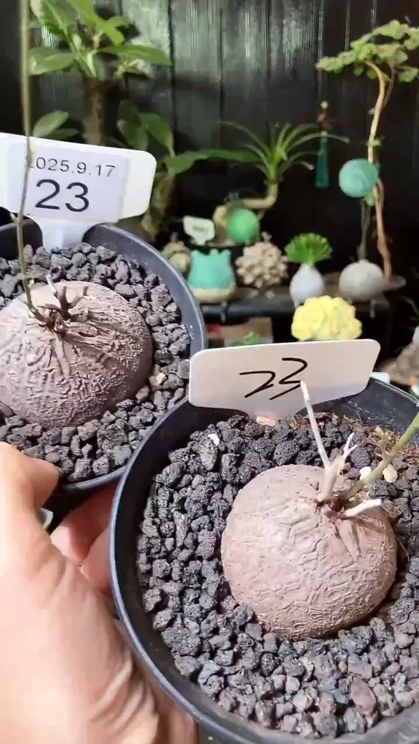 23号917福利南非龟甲龙买1个送1个