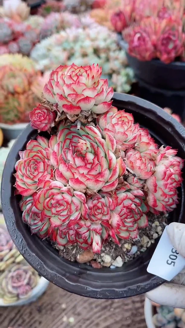 【闪购商品】04305