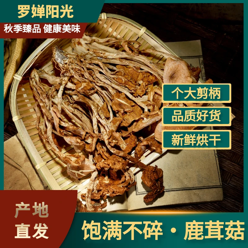 秦岭鹿茸菇炖肉煲汤食材菌菇肉质鲜美汤味浓郁净含量150克