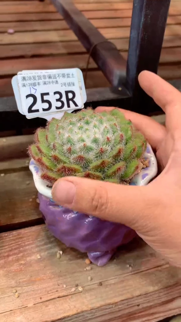 253R(一物一拍实付满28发货,默认不带盆土)